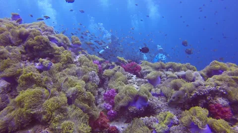 Beautiful coral reef with divers Stock Footage 33784233
