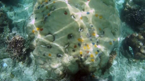 Beautiful coral reef Stock Footage 37644160