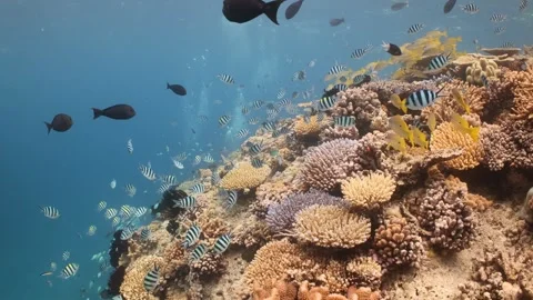Beautiful coral reef Stock Footage 302892535