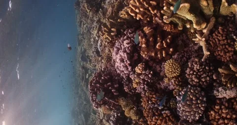 Beautiful Coral Reef Stock Footage 302893761