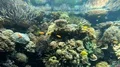 Beautiful coral reef underwater scenery with tropical fish and corals 4k or 4k+ Resolution