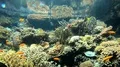 Beautiful coral reef underwater scenery with tropical fish and corals 4k or 4k+ Resolution