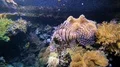 Beautiful coral reef underwater scenery with lionfish and corals 4k or 4k+ Resolution