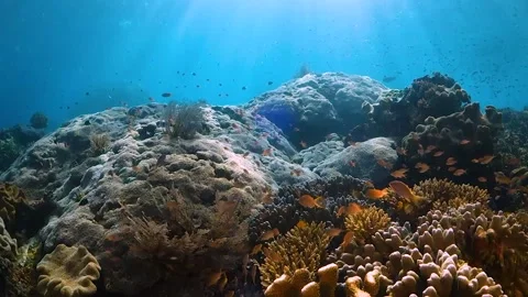 Beautiful corals and light rays in shallow water Stock Footage 130234877