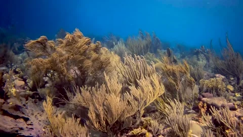 Beautiful corals moving with the current Stock Footage 228239198