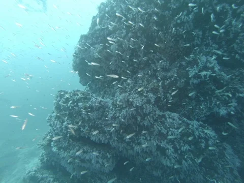 Beautiful corals on a rock Video stock 82921448