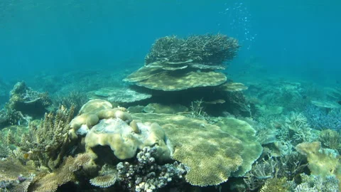 Beautiful Corals Thrive on a Shallow Reef in Palau Stock Footage 335884751