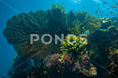 Beautiful corals underwater on blue marine background Stock Photos