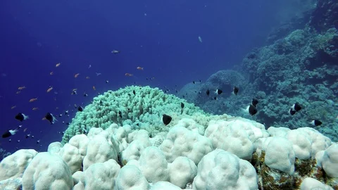 Beautiful corals. Underwater life in the ocean. Stock Footage 89727447