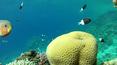Beautiful corals..mp4 Stock Footage 57419177