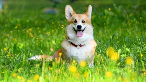 Beautiful corgi dog looking at camera Stock Footage 90423751