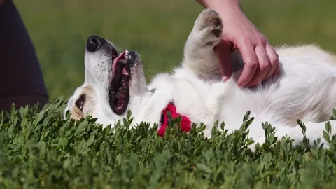 Beautiful corgi is lying on grass with his tongue out, hostess is scratching her Stock Footage 199965204