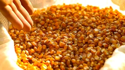 	Beautiful corn 2018 Stock Footage 88506713