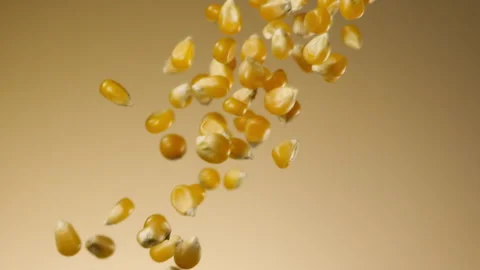 Beautiful corn falling in slow motion Stock Footage 150979328