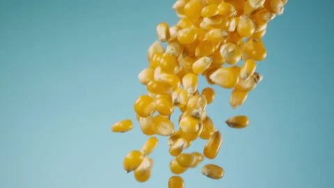 Beautiful corn falling in slow motion Stock Footage 151040375