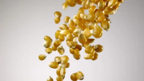 Beautiful corn falling in slow motion Stock Footage 151042344