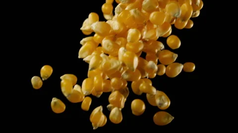 Beautiful corn falling in slow motion Stock Footage 151108992