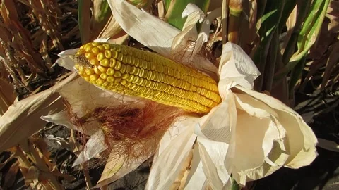 Beautiful corn on the field Video stock 139104160