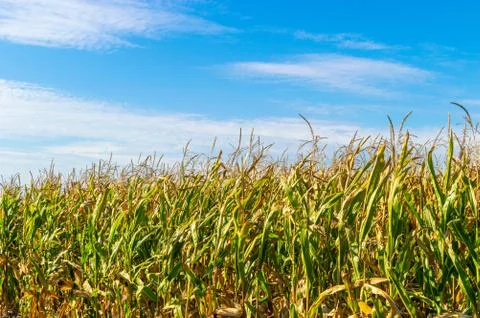 Beautiful corn field Stock Photos