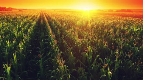 Beautiful corn field in sunset, drone footage aerial shot Stock Footage 135921305