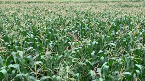 Beautiful corn field view. Corn farm plantation organic agriculture Stock Footage 139316950
