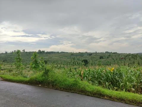 Beautiful corn field,Bojonegoro,East Java Stock Photos
