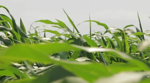 Beautiful Corn leaves Blowing in the Wind, Corn Field, Close Up Stock Footage 48698281