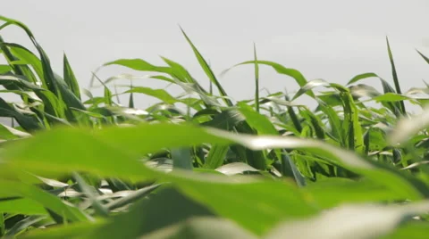 Beautiful Corn leaves Blowing in the Wind, Corn Field, Close Up Stock Footage 48698299