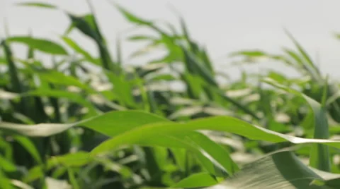 Beautiful Corn leaves Blowing in the Wind, Corn Field, Pan Close Up Stockbeeldmateriaal 48698328