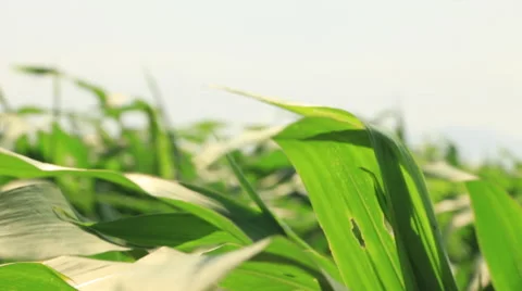 Beautiful Corn leaves Blowing in the Wind, Corn Field, Close Up Stock Footage 48698335