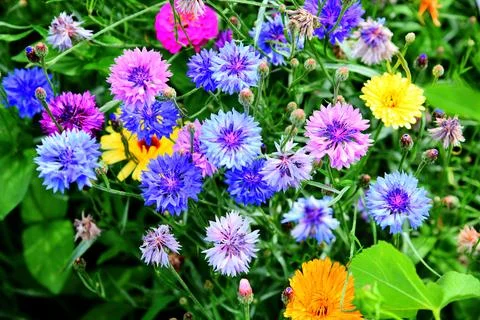Beautiful cornflowers. Stock Photos