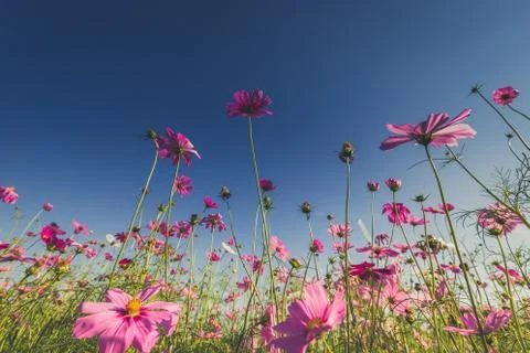 The beautiful cosmos flower in full bloom with sunlight. Stock Photos