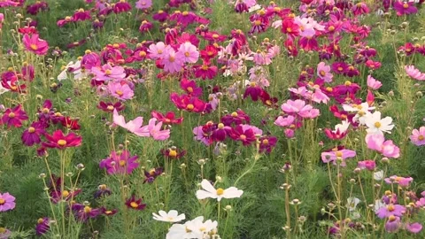 Beautiful Cosmos Flowers Field. Stock Footage