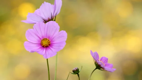 Beautiful Cosmos flowers isolated from the background Vidéo 217543017