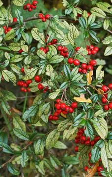 Beautiful cotoneaster bush branches full of bright red ripe berries and mot.. Stock Photos