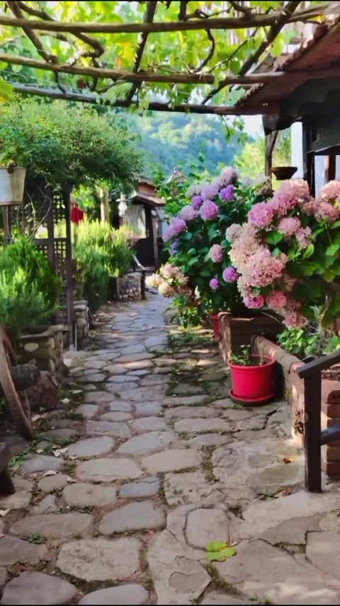 Beautiful Cottage Garden with Pink Hydrangea Flowers and Stone Pathway Stock Footage 345350000