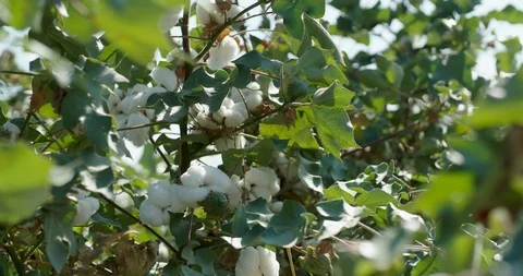 Beautiful cotton boxes are ready for harvest 스톡 동영상 117281331