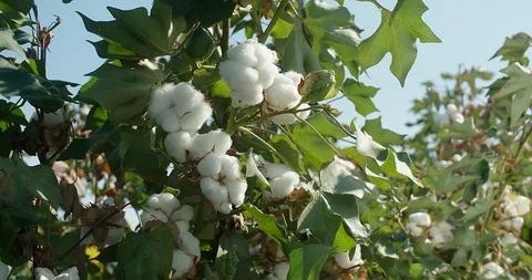 Beautiful cotton boxes are ready for harvest 스톡 동영상 117292546