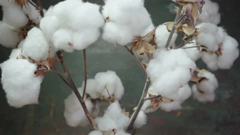 Beautiful cotton branch on a dark background Stock Footage 149095089