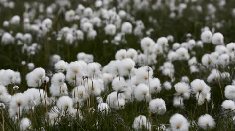 Beautiful cotton grass field in the wind, Iceland Stock Footage 33796489