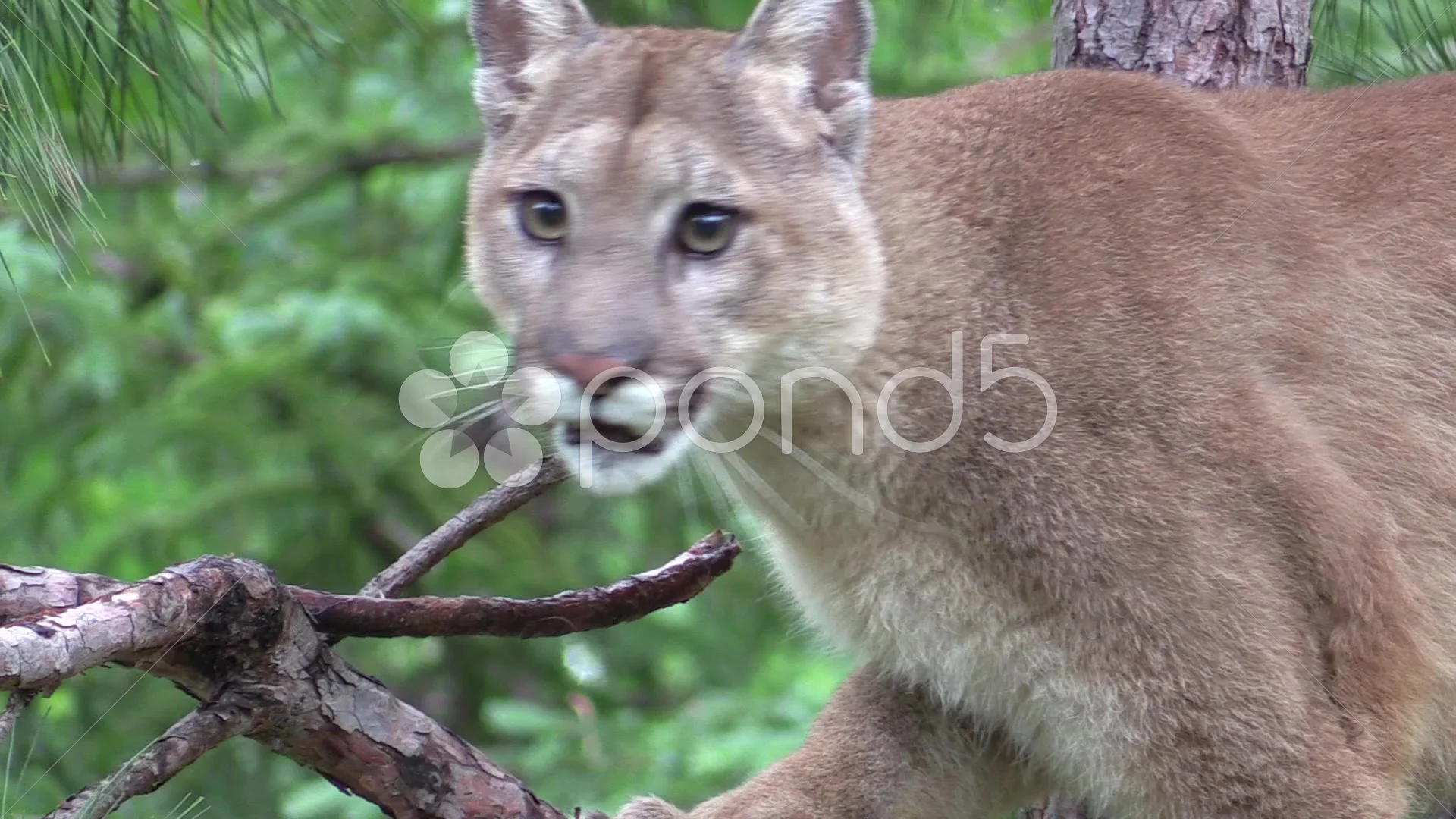 Beautiful Cougar Pics