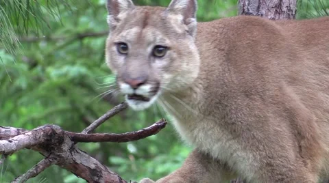 A beautiful cougar on a branch Stock Footage 39982809
