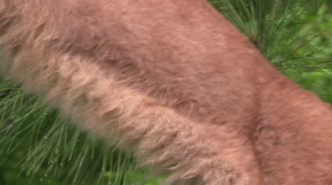 A beautiful cougar profile Stock Footage 39982826