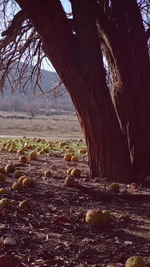 Beautiful countryside, orange fruit on the ground, bare deciduous trees, sunny Stock Footage 283344745