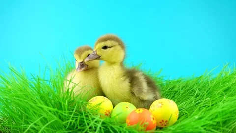 Beautiful couple of ducklings with Easter eggs in green grass 스톡 동영상 72736024