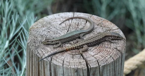 Beautiful Couple of Lizard Stock Footage 108541794