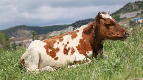 Beautiful cow Stock Footage 107396663