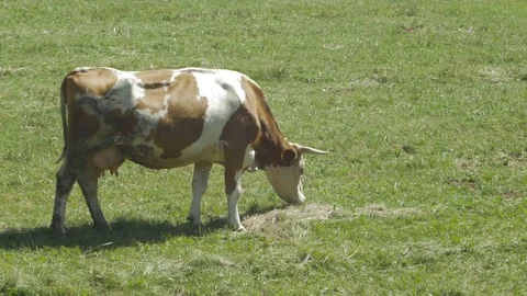 Beautiful cow grazing grass on meadow at the hillside, sunny day. Stock Footage
