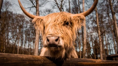 Beautiful Cow Looking At Camera Stock Footage 106533314