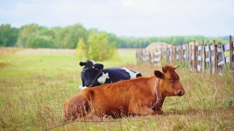 Beautiful cows with chains rest on green grass on pasture Stock Footage 127757238